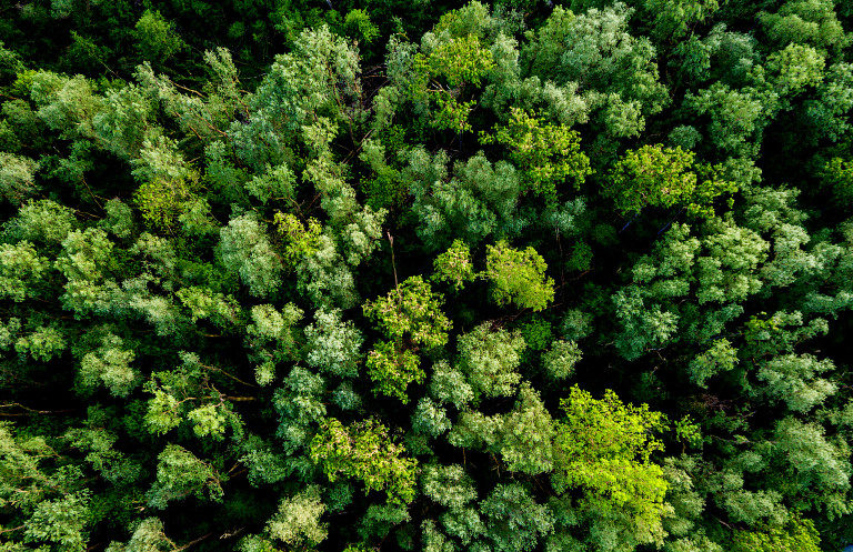 Aerial view of a lush green forest or woodland looking down on the tree tops in a full frame view
