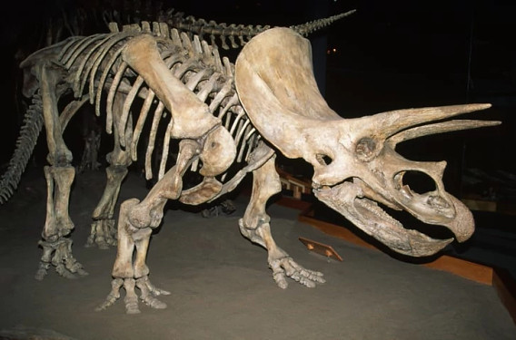 A complete Triceratops skeleton